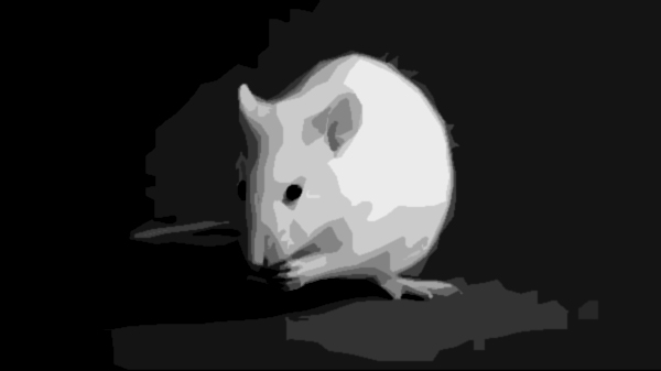 white rat