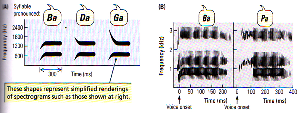 013 Speech Sounds.jpg