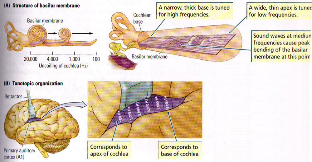 015 Auditory Mapping.jpg