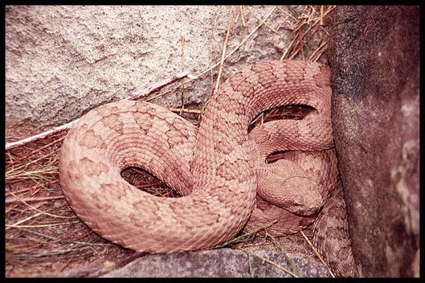 Grand Canyon Pink Rattlesnake