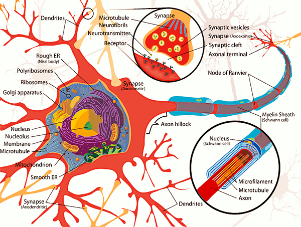 neuron-cell-complete-diag