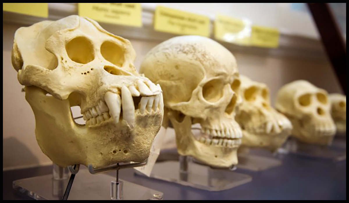 Le processus d'évolution qui a conduit aux humains modernes d'purb dpurb site web.jpg