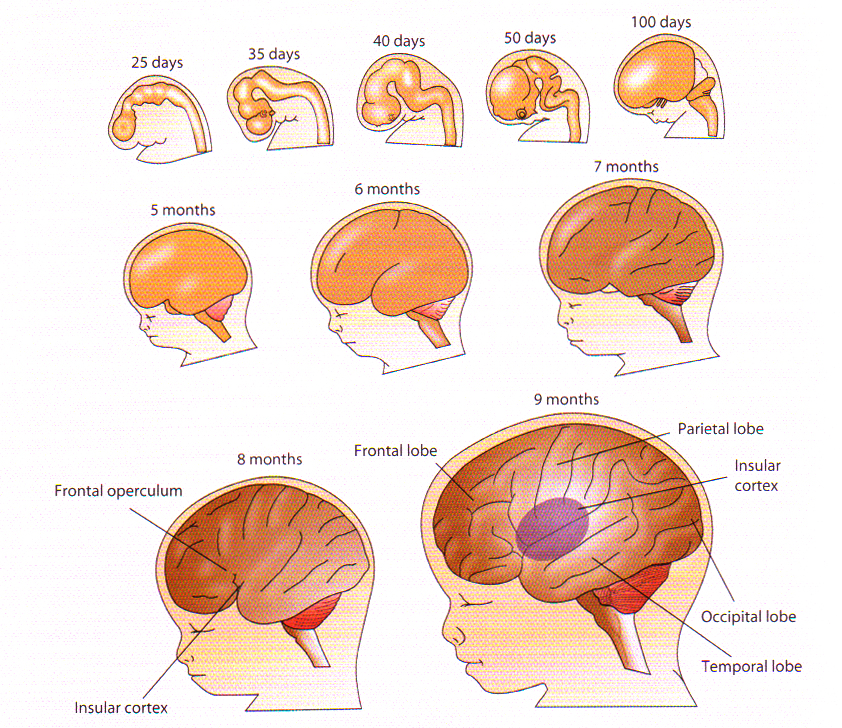 PA Development of the human foetal brain_A_v2.jpg