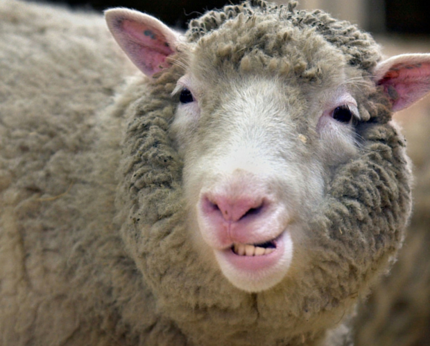 Dolly_the_Sheep