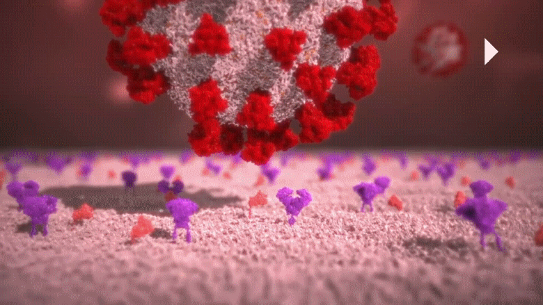 003 06-39 COVID-19 attaches spike to cell protrusion