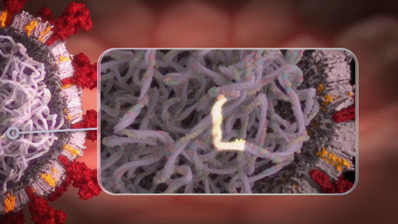 011 12-10 ORF3b Gene COVID-19