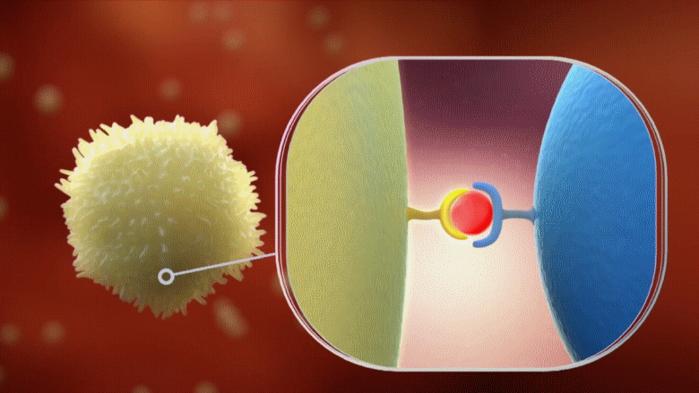 023 21-54 B cells recInt AntiB