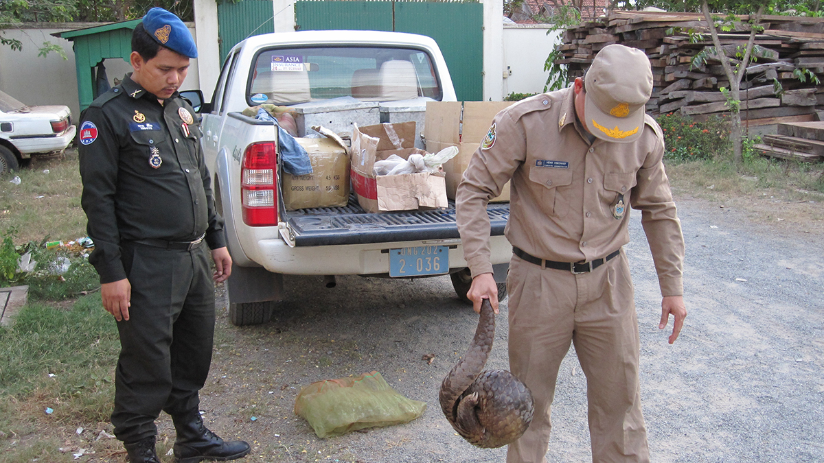 Wildlife Alliance Pangolin Rescue (South America)